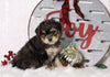 F1B Mini Bernedoodle For Sale Sugarcreek, OH Male- Ryder