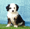 Mini Bernedoodle For Sale Sugarcreek, OH Female- Xena