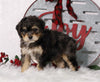 F1B Mini Bernedoodle For Sale Sugarcreek, OH Male- Ryder