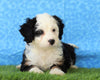 Mini Bernedoodle For Sale Sugarcreek, OH Female- Xena