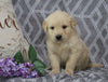 AKC Registered Golden Retriever For Sale Fredericksburg, OH Male- Alex