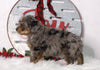 F1B Mini Bernedoodle For Sale Sugarcreek, OH Male- Boomer