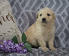 AKC Registered Golden Retriever For Sale Fredericksburg, OH Male- Alex