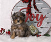 F1B Mini Bernedoodle For Sale Sugarcreek, OH Male- Boomer