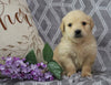 AKC Registered Golden Retriever For Sale Fredericksburg, OH Male- Oscar