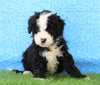 Mini Bernedoodle For Sale Sugarcreek, OH Male- Oliver
