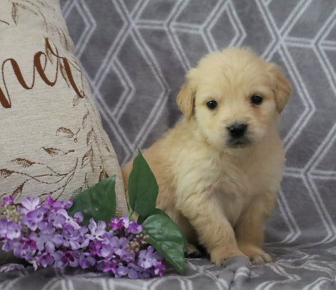 AKC Registered Golden Retriever For Sale Fredericksburg, OH Male- Oscar