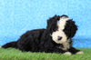 Mini Bernedoodle For Sale Sugarcreek, OH Male- Oliver