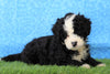 Mini Bernedoodle For Sale Sugarcreek, OH Male- Oliver