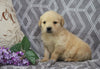 AKC Registered Golden Retriever For Sale Fredericksburg, OH Male- Oscar
