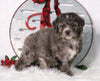 F1B Mini Bernedoodle For Sale Sugarcreek, OH Male- Bubba