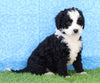 Mini Bernedoodle For Sale Sugarcreek, OH Female- Maggie