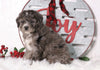 F1B Mini Bernedoodle For Sale Sugarcreek, OH Male- Bubba