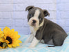 AKC Registered Boston Terrier For Sale Warsaw, OH Male- Dylan