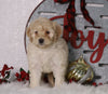 F1B Mini Bernedoodle For Sale Sugarcreek, OH Female- Paisley