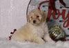 F1B Mini Bernedoodle For Sale Sugarcreek, OH Female- Paisley