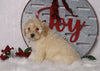 F1B Mini Bernedoodle For Sale Sugarcreek, OH Female- Paisley