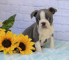 AKC Registered Boston Terrier For Sale Warsaw, OH Male- Dylan