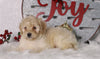 F1B Mini Bernedoodle For Sale Sugarcreek, OH Female- Paisley
