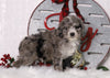 F1B Mini Bernedoodle For Sale Sugarcreek, OH Male- Shadow