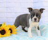 AKC Registered Boston Terrier For Sale Warsaw, OH Male- Dexter