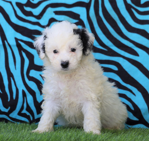 Mini Bernedoodle For Sale Sugarcreek, OH Female- Sugar