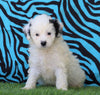 Mini Bernedoodle For Sale Sugarcreek, OH Female- Sugar