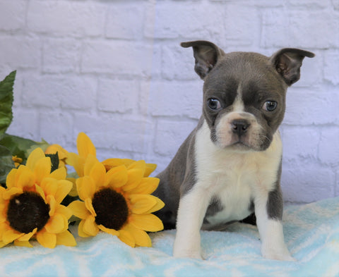 AKC Registered Boston Terrier For Sale Warsaw, OH Male- Dexter