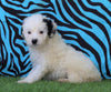 Mini Bernedoodle For Sale Sugarcreek, OH Female- Sugar