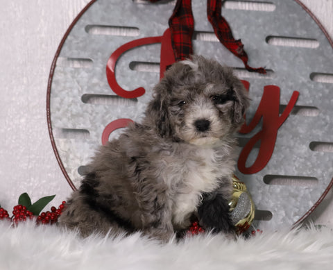 F1B Mini Bernedoodle For Sale Sugarcreek, OH Male- Shadow