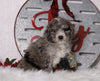 F1B Mini Bernedoodle For Sale Sugarcreek, OH Male- Shadow