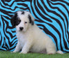 Mini Bernedoodle For Sale Sugaracreek, OH Male- Ryder