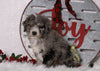 F1B Mini Bernedoodle For Sale Sugarcreek, OH Male- Shadow