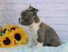 AKC Registered Boston Terrier For Sale Warsaw, OH Male- Dexter