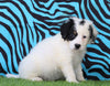 Mini Bernedoodle For Sale Sugaracreek, OH Male- Ryder
