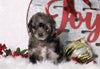 F1B Mini Bernedoodle For Sale Sugarcreek, OH Female- Twinkle