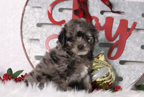F1B Mini Bernedoodle For Sale Sugarcreek, OH Female- Twinkle