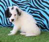 Mini Bernedoodle For Sale Sugaracreek, OH Male- Ryder