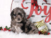 F1B Mini Bernedoodle For Sale Sugarcreek, OH Female- Twinkle
