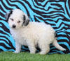 Mini Bernedoodle For Sale Sugarcreek, OH Female- Tinkerbell