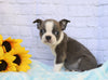 AKC Registered Boston Terrier For Sale Warsaw, OH Male- Darren