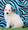 Mini Bernedoodle For Sale Sugarcreek, OH Female- Tinkerbell
