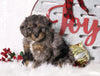 F1B Mini Bernedoodle For Sale Sugarcreek, OH Male- Archer