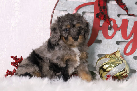F1B Mini Bernedoodle For Sale Sugarcreek, OH Male- Archer