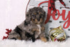 F1B Mini Bernedoodle For Sale Sugarcreek, OH Male- Archer