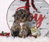 F1B Mini Bernedoodle For Sale Sugarcreek, OH Male- Archer