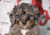 F1B Mini Bernedoodle For Sale Sugarcreek, OH Male- Archer