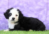 Mini Bernedoodle For Sale Sugarcreek, OH Female- Dora