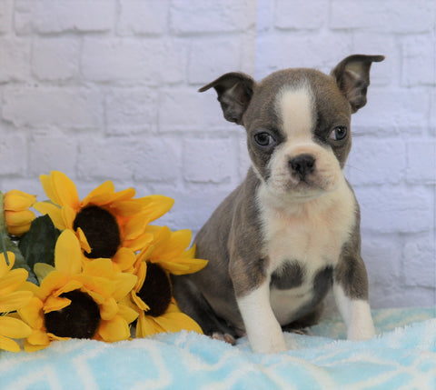 AKC Registered Boston Terrier For Sale Warsaw, OH Male- Darren