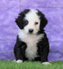 Mini Bernedoodle For Sale Sugarcreek, OH Female- Dora